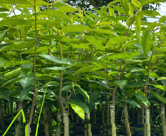 綠奇楠示意圖